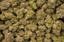 Coco-Lato Indoor