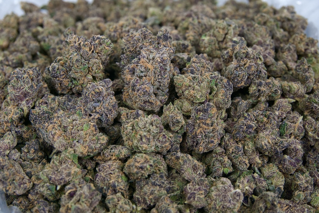 Night Queen Indoor Smalls