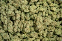 Sublime Indoor