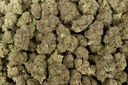 Astro Candy Indoor