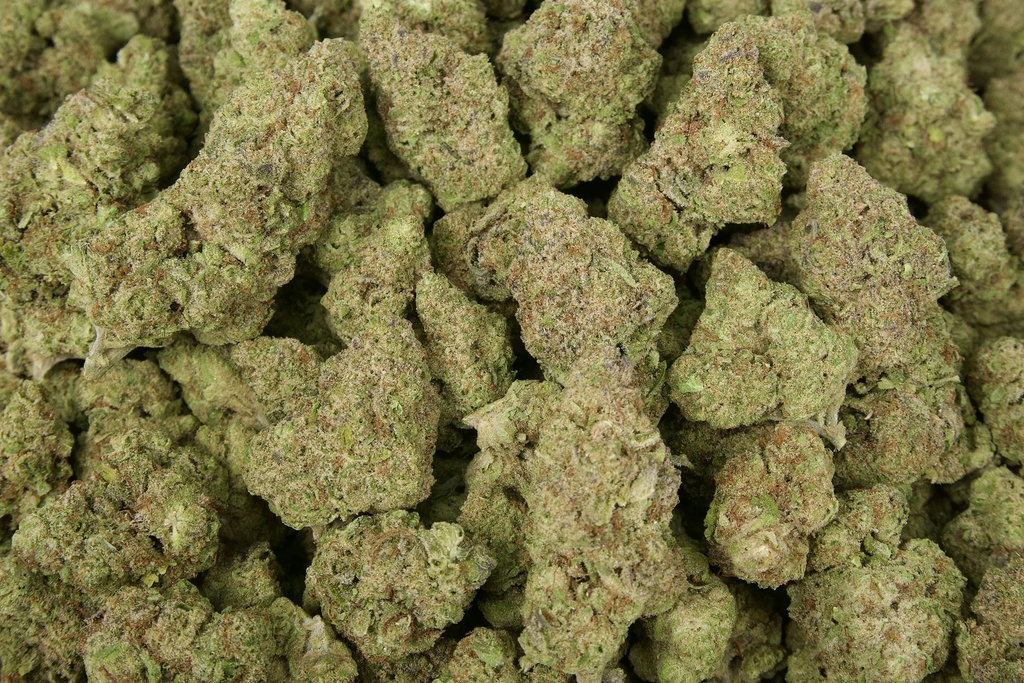 Cereal Milk Indoor