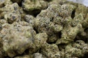 Forbidden Fruit Indoor
