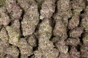 Granddaddy Purple Indoor