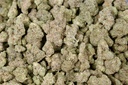 Kush Mintz Indoor