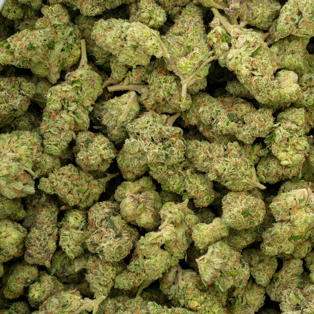 Mr. Nasty Indoor