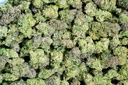 Octane Gas Indoor