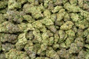 Octane Gas Indoor