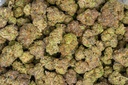 Oreoz Indoor