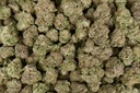 Purple Cream Indoor