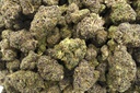 Purple Milk Indoor