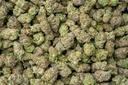 Purple Punch Indoor