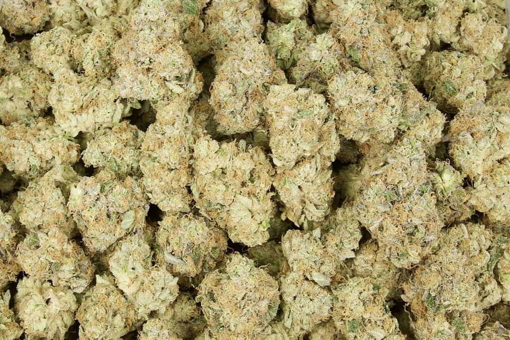Wonder Bread Indoor