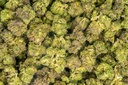 Blue Cherry Gelato