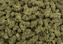 Blue Dream