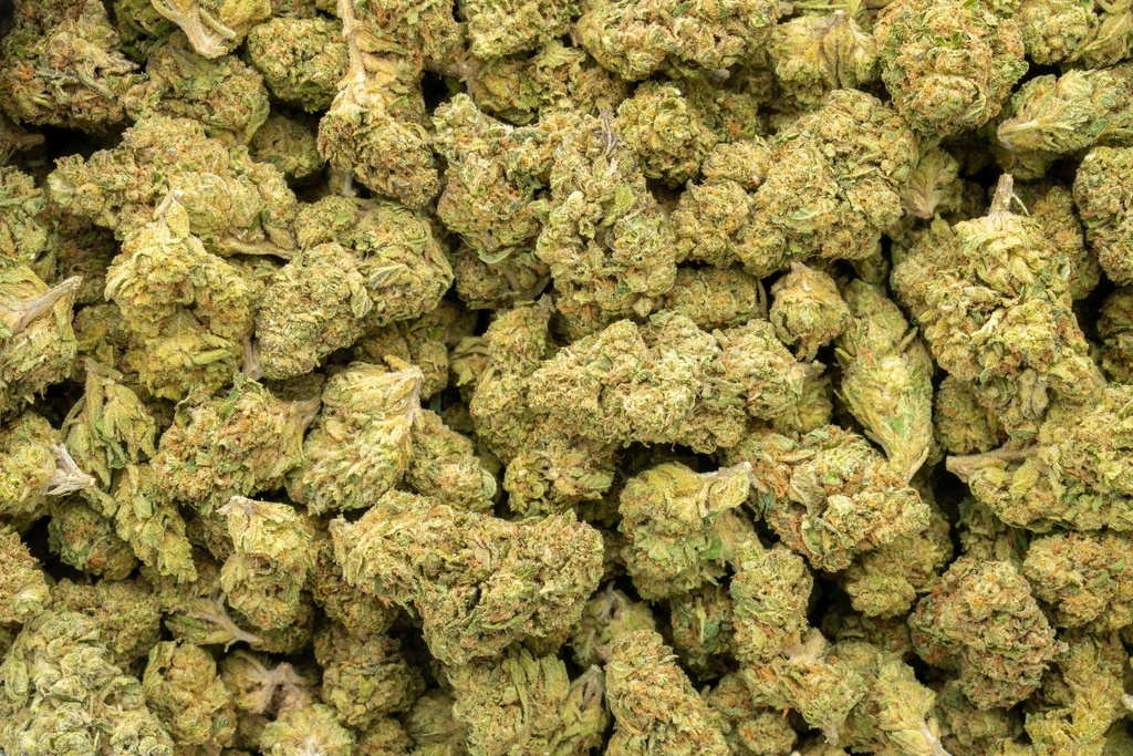 Kush Mintz