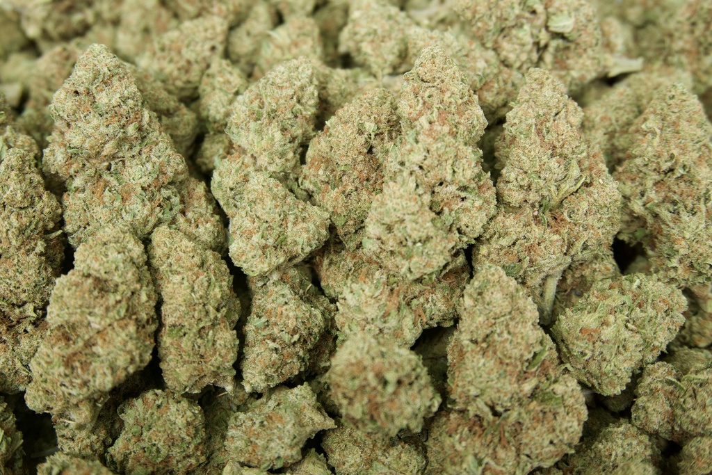 Mimosa