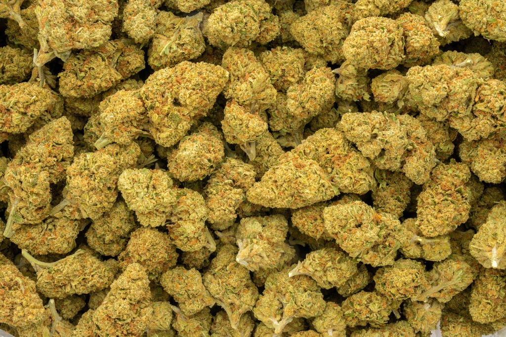 Mimosa