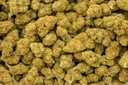 Mimosa
