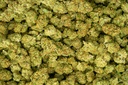 Runtz (THCA)