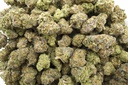 Hawaiian Snow Indoor