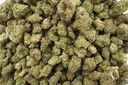 Cat Piss Indoor