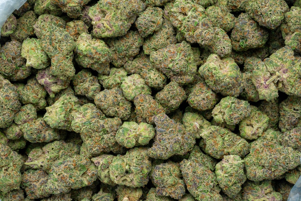 Stardawg Guava Indoor