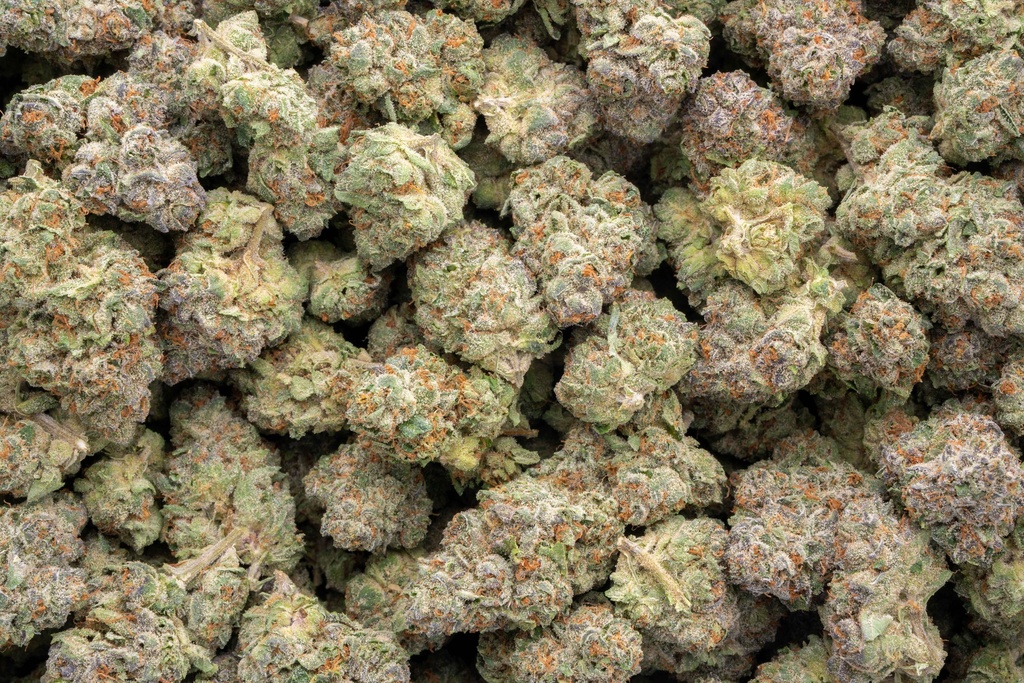 Stardawg Guava Indoor