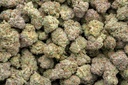 Stardawg Guava Indoor