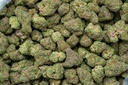 Stardawg Guava Indoor