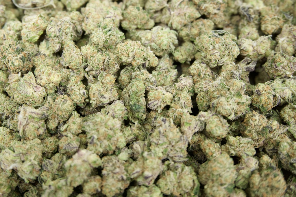 Blue Cherry Gelato Indoor Smalls