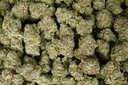 Gorilla Butter Indoor