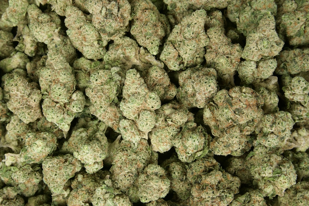Tasty Wave Indoor