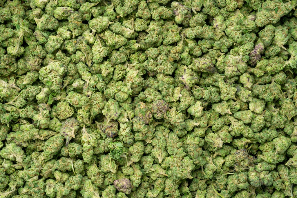 Gelato Indoor Smalls