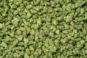 Gelato Indoor Smalls