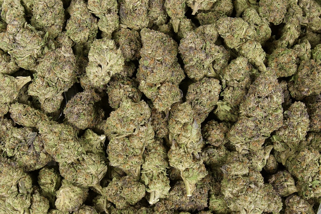 Gelato #41