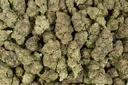 Gelato #41