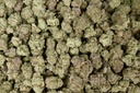 Blackberry Moonshine Indoor Mediums
