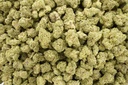 Ice Cream Man Indoor Mediums