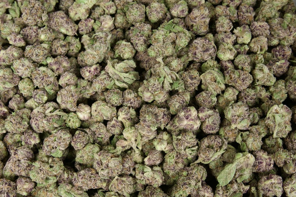 Zoreos Indoor Smalls