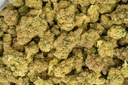 Agent Orange Indoor