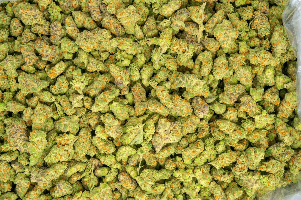 The Sauce Indoor Smalls