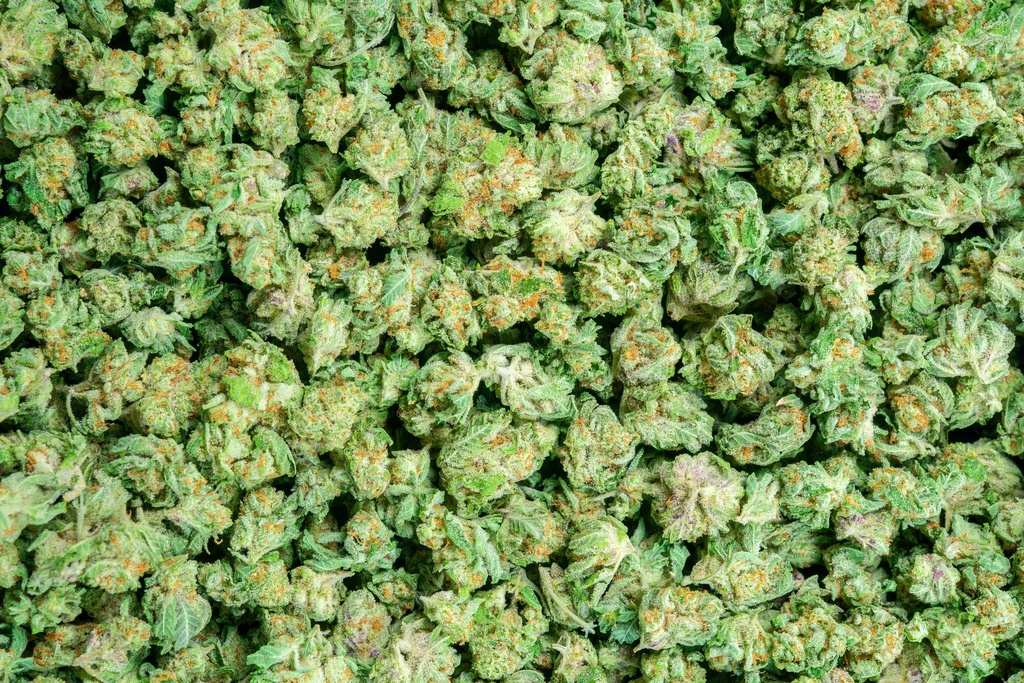 Orange Creamsicle Indoor Smalls