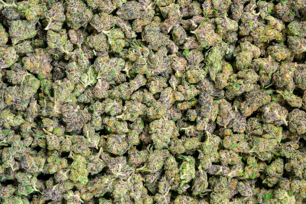Coco-Lato Indoor Smalls