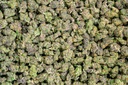 Coco-Lato Indoor Smalls