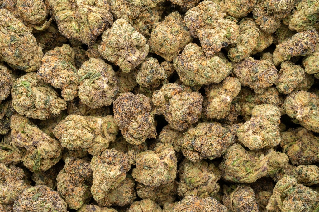 Black Domina Indoor
