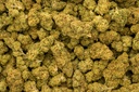 Hell's Angel OG
