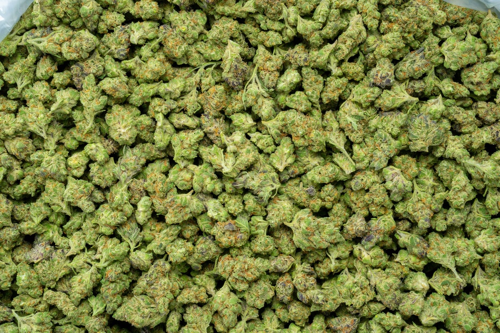 Gelato #41 Indoor Smalls
