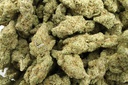 Devil Fruit Indoor