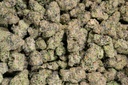 Lemon Bars Indoor