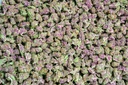 Blueberry Haze Smalls